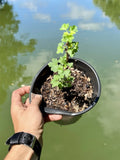 Black Velvet Gooseberry Starter Plant - Well Rooted Superfood Berry - Ribes nigrum - Zones 3-8