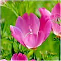 Purple Gleam California Poppy Seeds - 501+ Count - Native Wildflower Garden - Eschscholzia californica