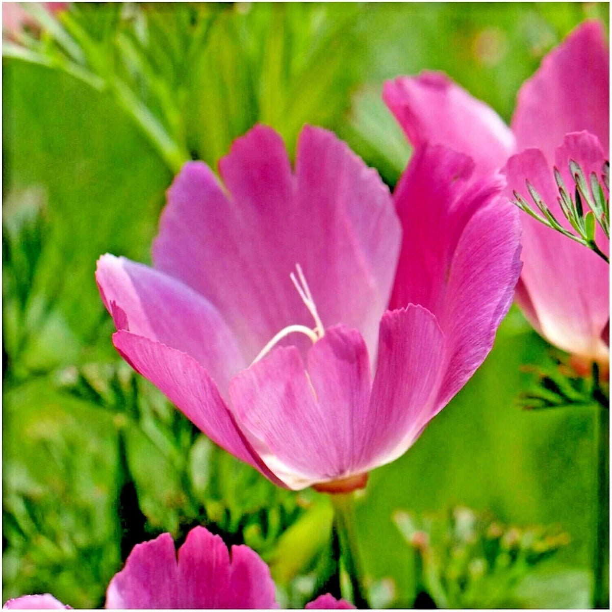 Purple Gleam California Poppy Seeds - 501+ Count - Native Wildflower Garden - Eschscholzia californica