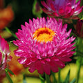 Purple Red Strawflower Seeds | Non-GMO | Heirloom Variety | Helichrysum bracteatum | Seed Store
