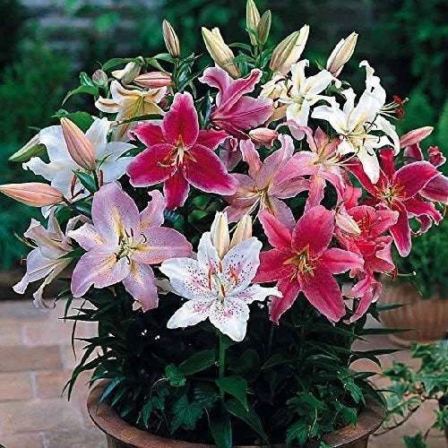 Mixed Oriental Lilies Bulbs for Planting - 6 Fresh Bulbs, Easy to Grow - Lilium orientalis