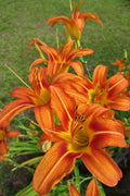 Orange Daylily Plant in Pot, 4' Tall, Hemerocallis fulva, Hardy Perennial with Vibrant Flowers, Easy Care for Garden