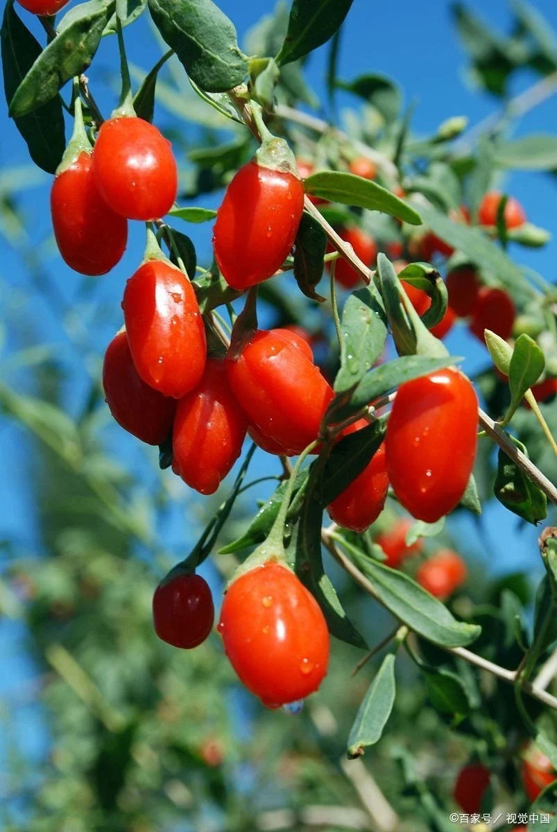 Goji Berry Live Starter Plant, Well Rooted, Lycium barbarum, Organic Edible Fruit Plant
