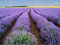 Lavender Seeds 1000+ Heirloom Strong Scent Medicinal Lavandula angustifolia
