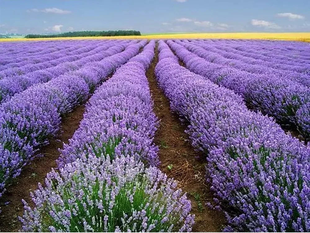 Lavender Seeds 1000+ Heirloom Strong Scent Medicinal Lavandula angustifolia