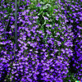 Purple Trailing Lobelia Flower Seeds - 600 Count | Ground Cover Plant | Ideal for Baskets | Lobelia erinus
