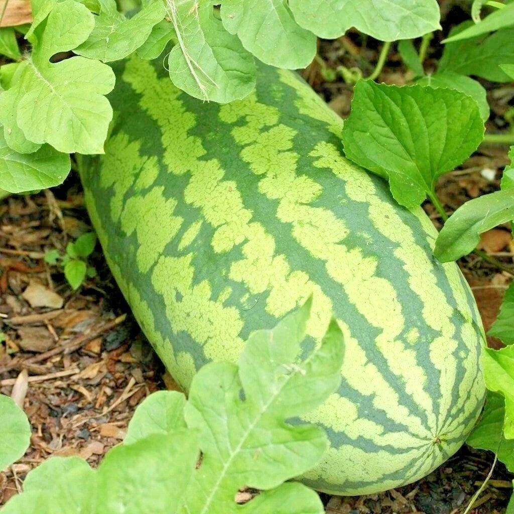 Congo Watermelon Seeds - 26+ Organic Heirloom XL Variety for Summer Garden - Citrullus lanatus