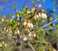 Elliott's Blueberry Seeds | 25 Count | Florida Native Ecotype | Vaccinium elliottii
