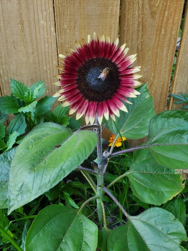 Organic Dwarf Sunflower Seeds - Ms. Mars Pink - 10 Pack - Helianthus annuus - USA Grown, Free Shipping