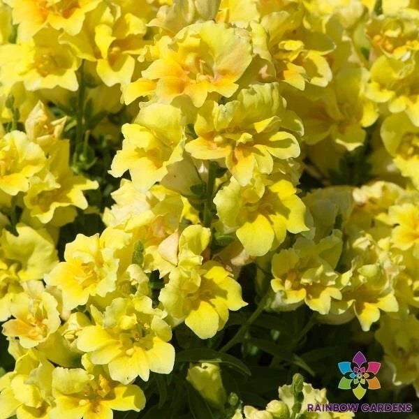 Snapdragon Seeds - 1000+ Twinny Yellow Shades - Antirrhinum majus - Ideal for Garden Planting - USA Shipping Available