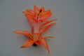 Christmas Cactus Starter Plant - Bradien - Schlumbergera truncata - Well Rooted, Lush Green Foliage, Ideal for Home Decor