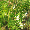 Moringa Tree Seeds | M. Oleifera Drumstick Variety | Indian Horseradish Pods | 2025 Harvest