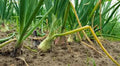 Texas Early Grano Onion Seeds, Heirloom, 100 Seeds, Short Day, Vidalia Type, Allium cepa