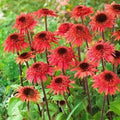 50 Raspberry Delight Coneflower Seeds - Echinacea Purpurea Perennial Flower Seeds - Non-GMO, USA Grown