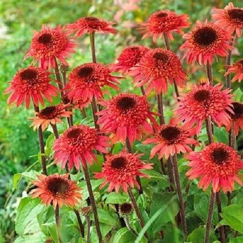 50 Raspberry Delight Coneflower Seeds - Echinacea Purpurea Perennial Flower Seeds - Non-GMO, USA Grown