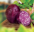 Red Acre Cabbage Seeds - 400+ Heirloom Organic Non-GMO - Brassica oleracea