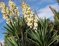Yucca Starter Plant 15-20 Inches Tall Fresh Bare Root Yucca gloriosa filamentosa