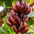 Small Rooted Starter Plant - BORDELON Banana Tree - Musa acuminata