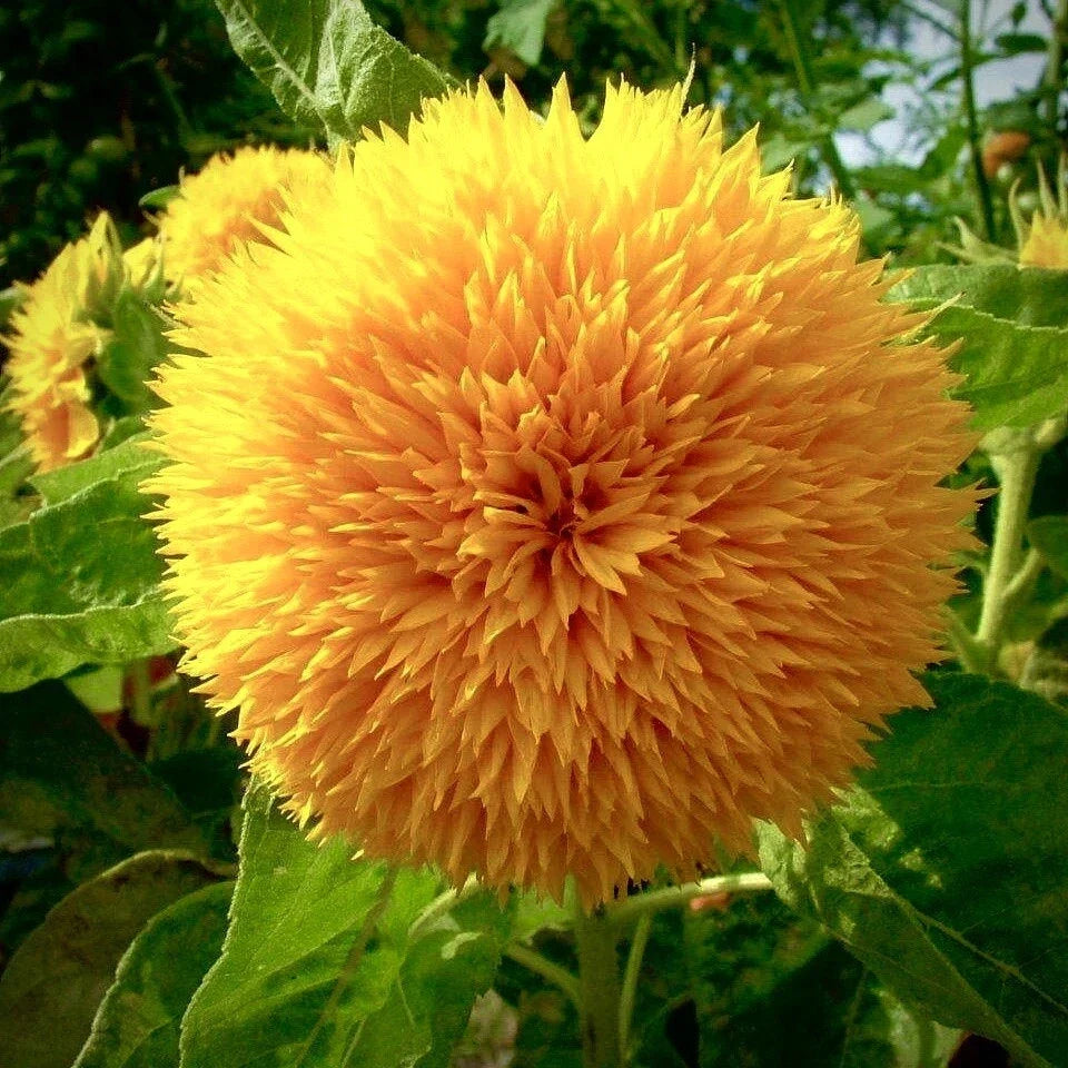 Dwarf Teddy Bear Sunflower Seeds - Non-GMO Heirloom | Rare Variety | Helianthus annuus