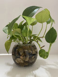 Pothos Indoor Live Plant Cuttings 3PC 7in-10in Well Rooted No Pot Ideal for Water Propagation (Epipremnum aureum)