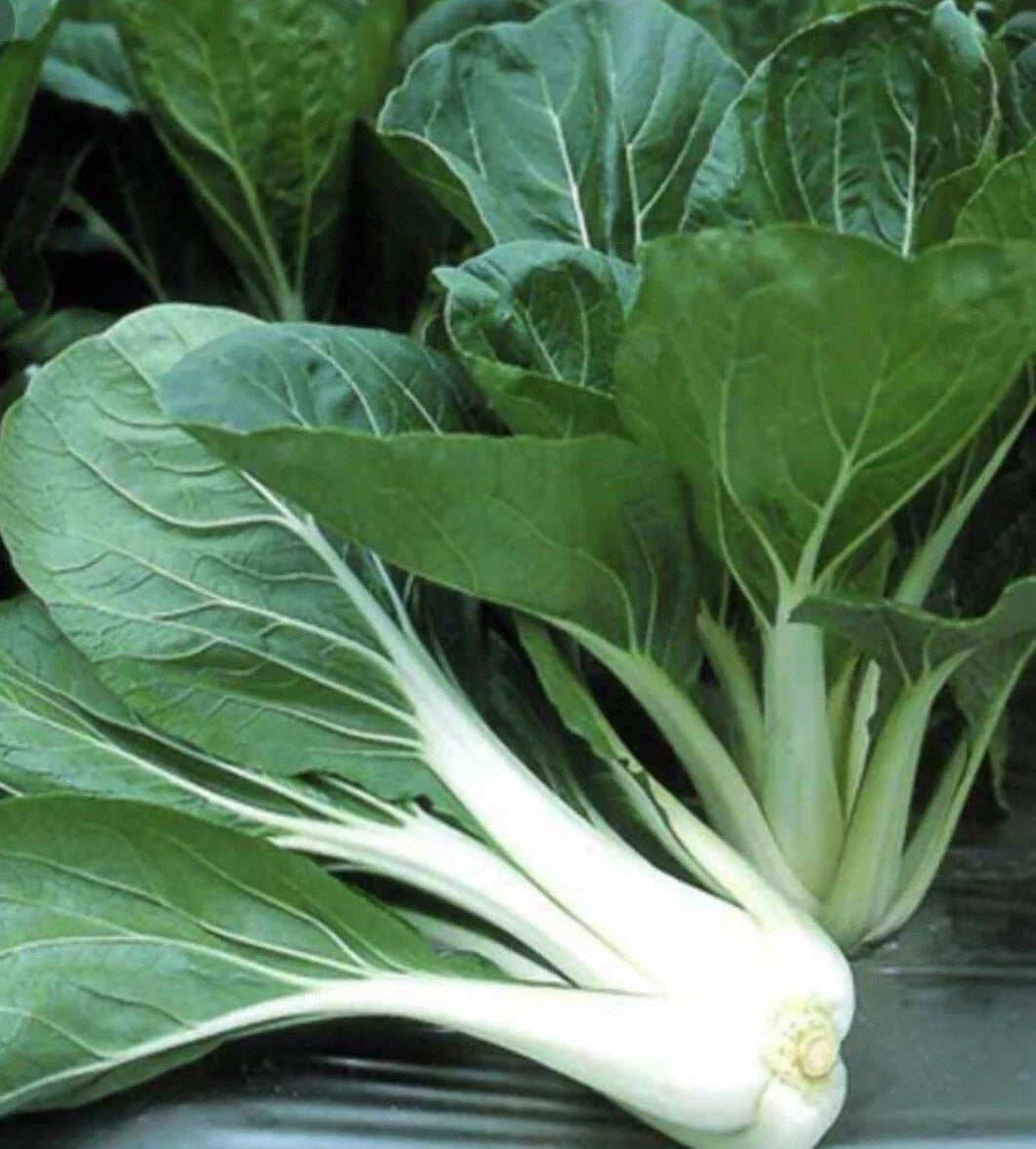 Pechay Seeds 200+ Count Chinese Cabbage Pak Choi Brassica rapa - Buy 2 Get 1 Free with Freebies