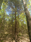 Eastern Red Cedar Seeds - Juniperus virginiana Berries - Non-GMO, Organic, Free Shipping