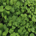 True Watercress Seeds | 1,000 Heirloom Non-GMO Seeds | Nasturtium officinale