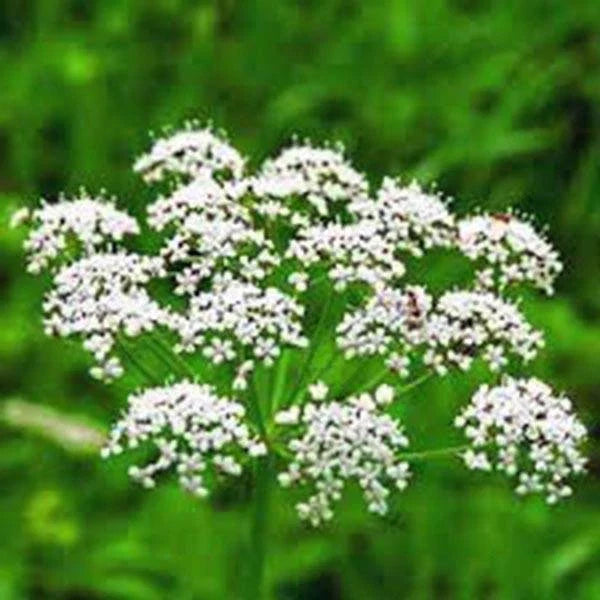 Anise Herb Seeds - 100+ Heirloom Seeds, Unique Flavor, Aromatic Spice, Pimpinella anisum
