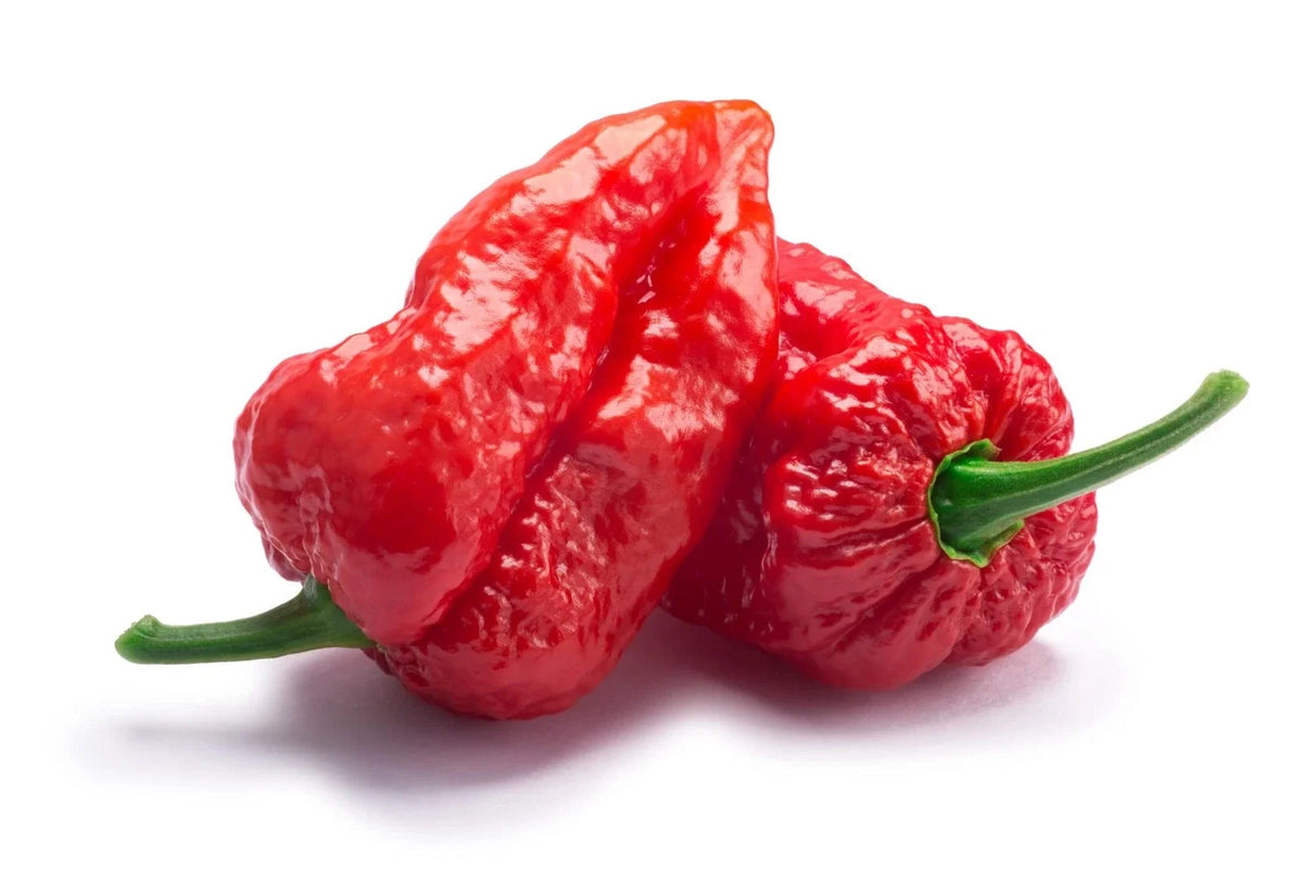 Ghost Pepper Seeds - 10+ Bhut Jolokia Hot Pepper Seeds for Planting, Capsicum chinense