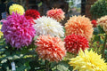 Dahlia Flower Seeds 30-Pack Showtime Showpiece Mix - Made in USA, Ships from Iowa