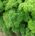 Curly Leaf Parsley Seeds - Non-GMO Triple Moss Variety - Herb Garden Seed 2025 - Petroselinum crispum