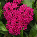 Pentas Seeds - 100 Count - Graffiti Lipstick - Pentas lanceolata - Colorful Flowering Plant Seeds for Garden