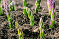 4 Potted Jersey Knight Asparagus Plants - 3 Year Old Roots - Asparagus officinalis