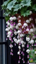25 Weeping Begonia Seeds - Purple White Variety - Perfect for Garden - USA Grown