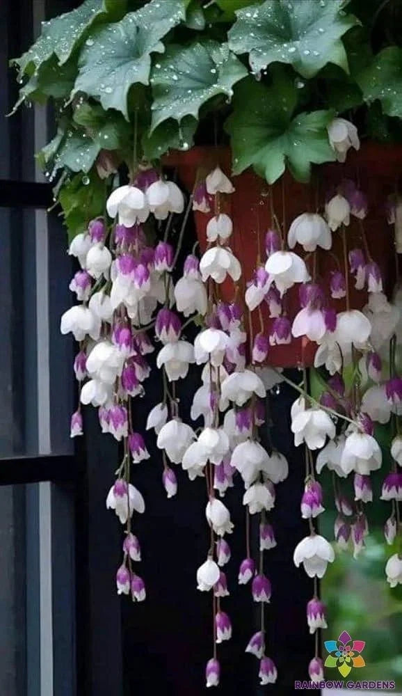 25 Weeping Begonia Seeds - Purple White Variety - Perfect for Garden - USA Grown