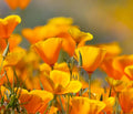 California Poppy Flower Seeds 2,500 Count - Eschscholtzia californica - Vibrant Orange Wildflower Seeds for Gardening