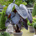 Diamond Head Colocasia esculenta Elephant Ear Small Rooted Starter Plant