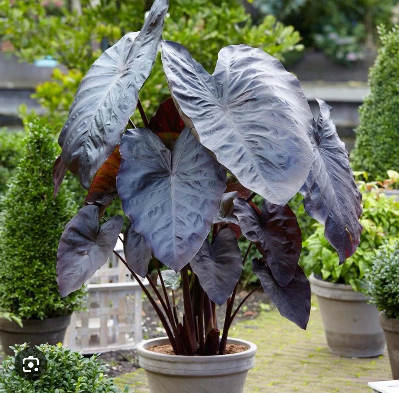 Diamond Head Colocasia esculenta Elephant Ear Small Rooted Starter Plant