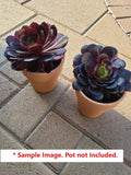 Black Rose Aeonium Arboreum Succulent Cuttings 6-8" - 24 Pack, Dark Purple Succulent Plants for Indoor Garden Decor