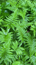 Long Beech Fern 5-Pack Live Plants | Ship Bare Roots | Rare Native Phegopteris connectilis | Southern Alabama Folklore Fern