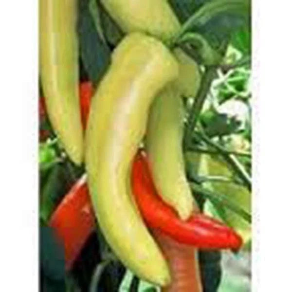 Sweet Hungarian Yellow Wax Pepper Seeds, Heirloom Non-GMO, 500 Seeds, Capsicum annuum