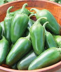 Jalapeno Pepper Seeds - 100+ Seeds - Versatile Spicy Pepper for Planting and Cooking - Capsicum annuum