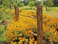 Black Eyed Susan Flower Seeds 1/4oz Perennial Native Wildflower Rudbeckia hirta Drought Tolerant Heat & Cold Hardy