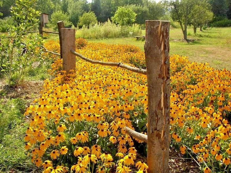 Black Eyed Susan Flower Seeds 1/4oz Perennial Native Wildflower Rudbeckia hirta Drought Tolerant Heat & Cold Hardy