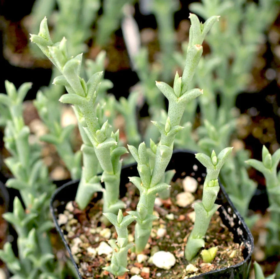 Ruschia Uncinata 'Doringvygie' Succulent Live Plant 2 Inch | Low Maintenance Indoor/Outdoor Decor