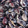 Lima Bean 50 Seeds - Christmas Speckled Pole Variety - Organic, Heirloom, Non-GMO - Phaseolus lunatus