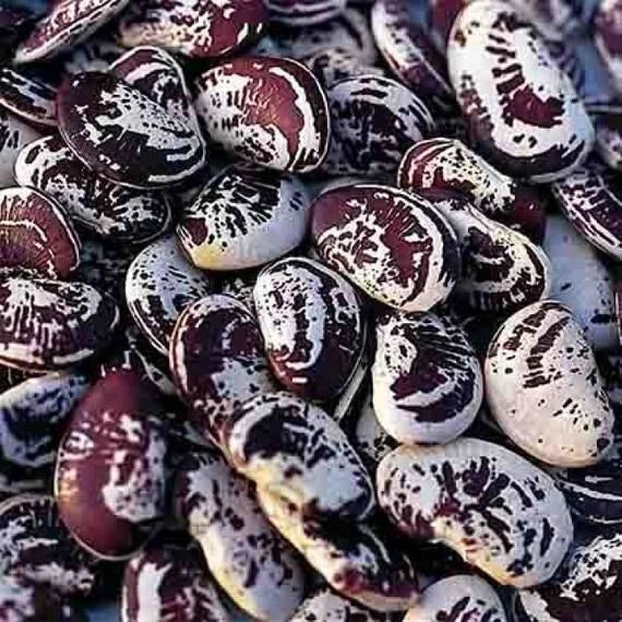 Lima Bean 50 Seeds - Christmas Speckled Pole Variety - Organic, Heirloom, Non-GMO - Phaseolus lunatus