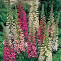 Foxy Mix Foxglove Seeds | Non-GMO Flower Seeds | Digitalis purpurea | Garden Planting Supplies