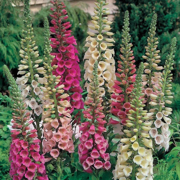 Foxy Mix Foxglove Seeds | Non-GMO Flower Seeds | Digitalis purpurea | Garden Planting Supplies