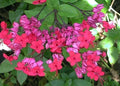 Bleeding Heart Starter Plant - Java Red - Clerodendrum Delectum - Red & Purple Rooted Plant